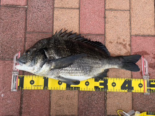 クロダイの釣果