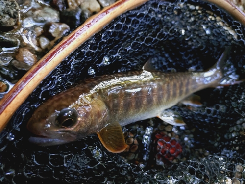 ニッコウイワナの釣果