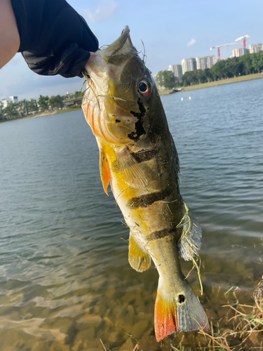 ピーコックバスの釣果