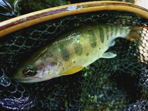 アマゴの釣果