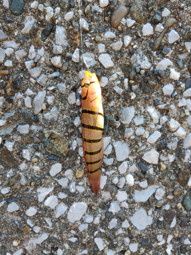 キヌバリの釣果