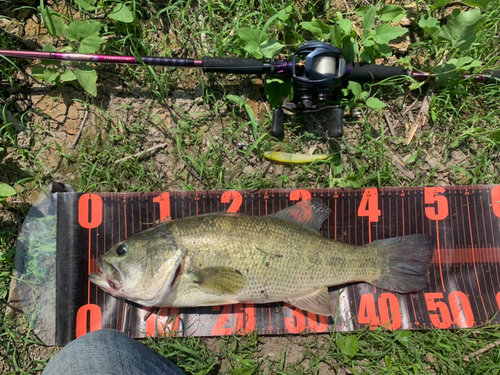 ブラックバスの釣果