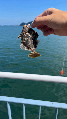 カワハギの釣果