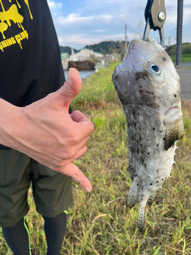 フグの釣果