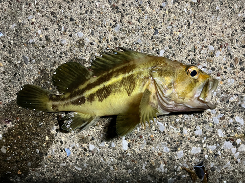 シマソイの釣果