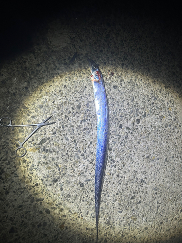 タチウオの釣果