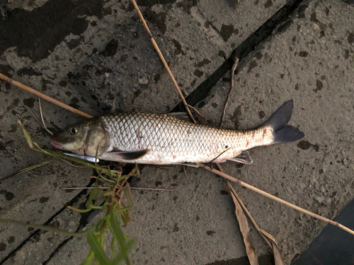 ニゴイの釣果