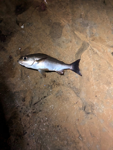 イサキの釣果