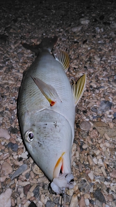 ムネアカクチビの釣果