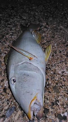 ムネアカクチビの釣果