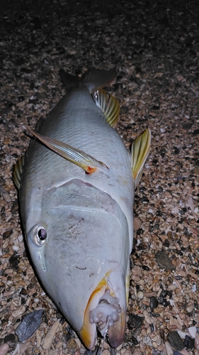 ムネアカクチビの釣果