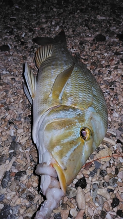 タマンの釣果