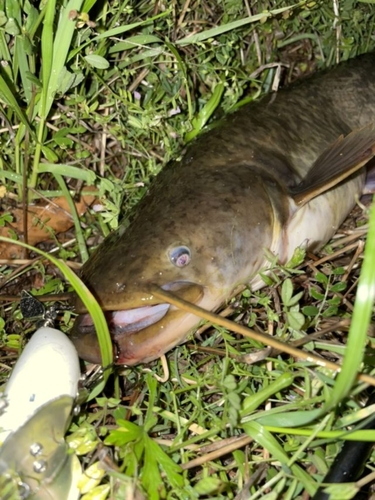 マナマズの釣果