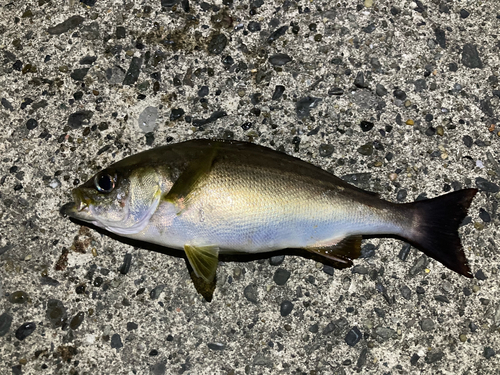 イサキの釣果