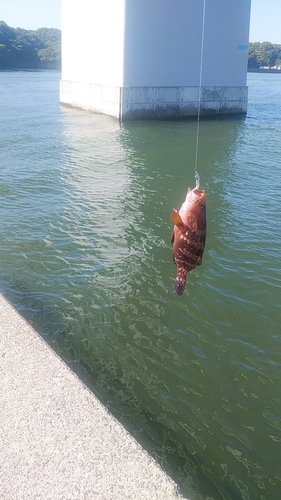 ハタの釣果