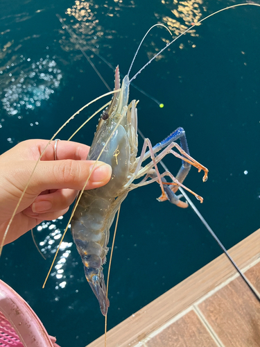 オニテナガエビの釣果