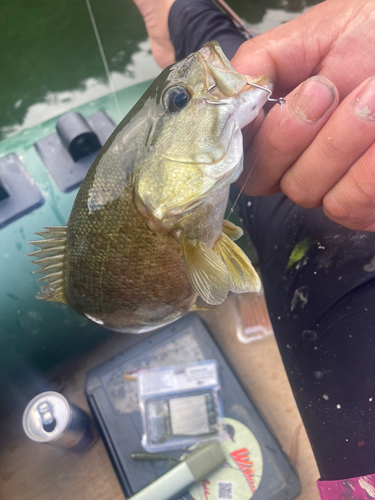 スモールマウスバスの釣果