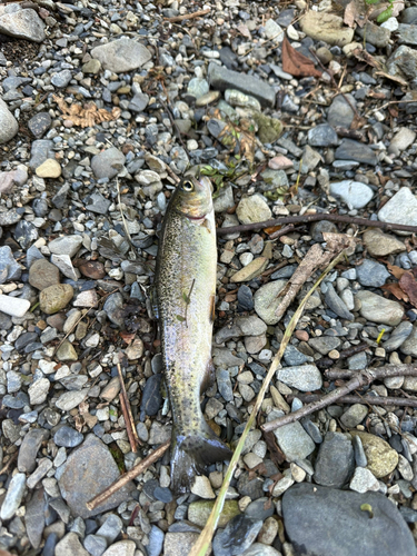 ニジマスの釣果