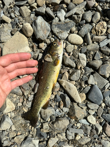 ニジマスの釣果