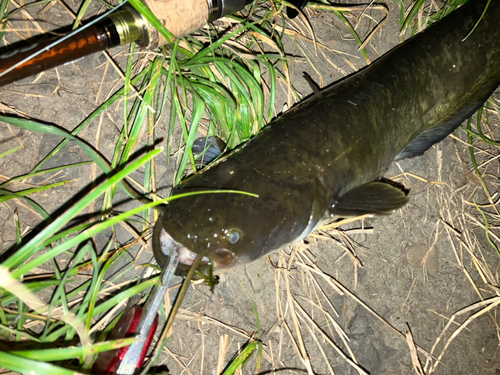 ナマズの釣果