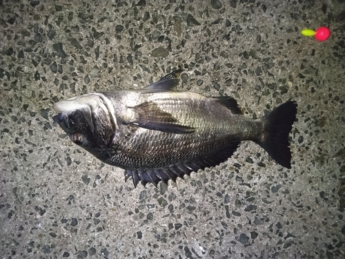 チヌの釣果