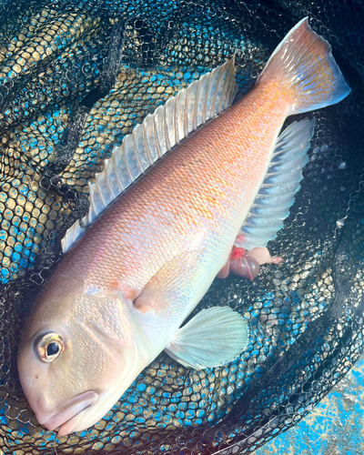 シロアマダイの釣果