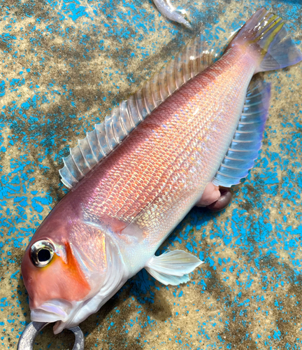 アカアマダイの釣果