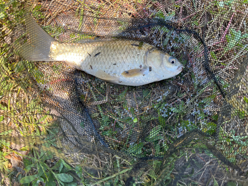 フナの釣果