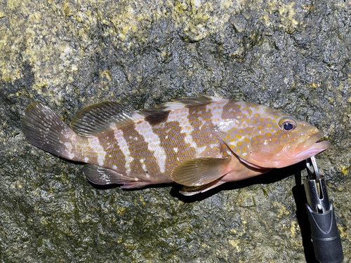 アコウの釣果