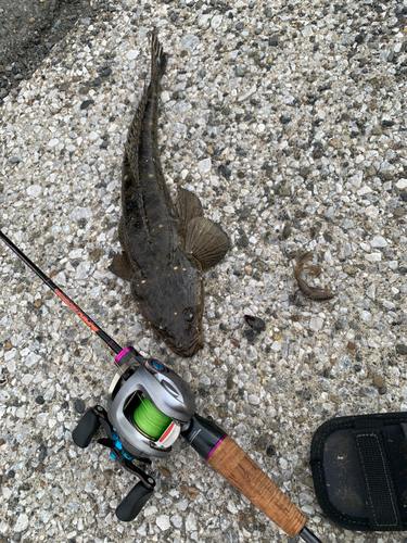 ワニゴチの釣果