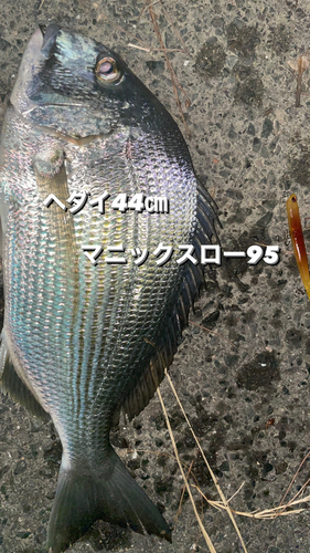 ヘダイの釣果