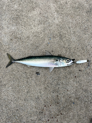 サバの釣果