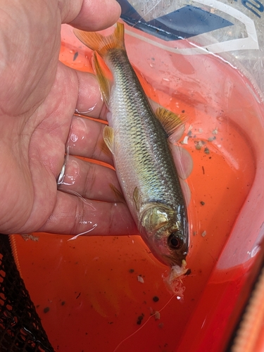 カワムツの釣果