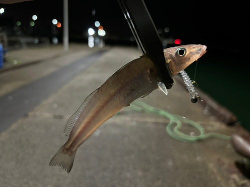 キスの釣果