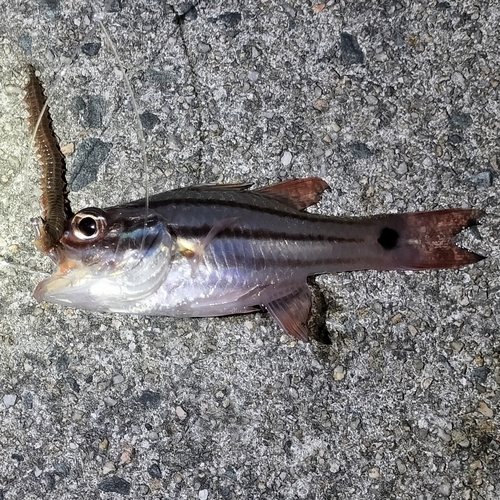 オオスジイシモチの釣果