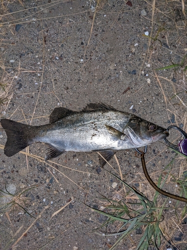 セイゴ（ヒラスズキ）の釣果