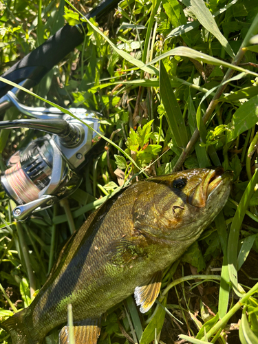 スモールマウスバスの釣果