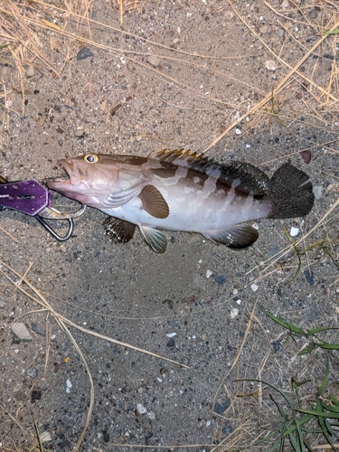 クエの釣果