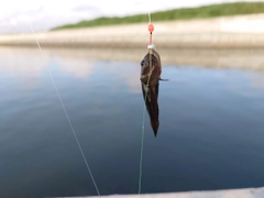 チチブの釣果