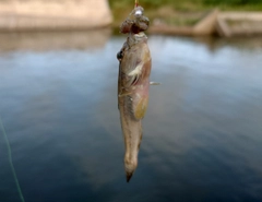 ハゼの釣果