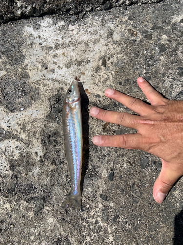 シロギスの釣果