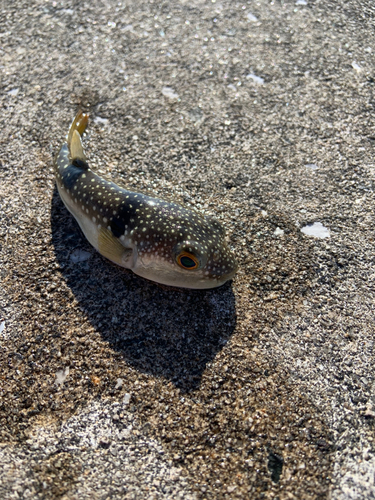 クサフグの釣果