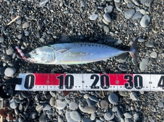 ソウダガツオの釣果