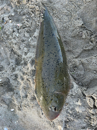 シタビラメの釣果