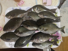 釣果