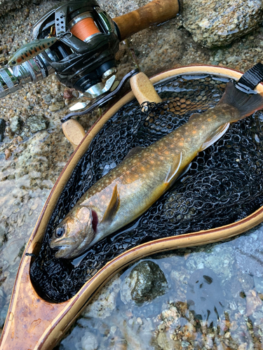 イワナの釣果