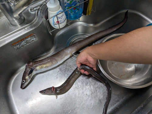 クロアナゴの釣果