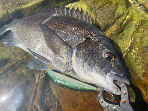 チヌの釣果