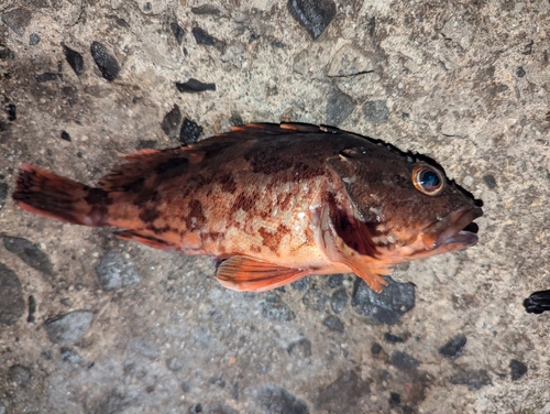 カサゴの釣果