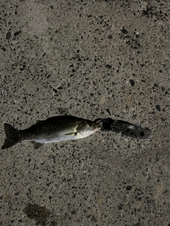 セイゴ（マルスズキ）の釣果